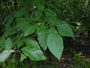 Cucumber-Tree (Magnolia acuminata)