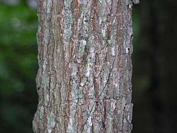 Cucumber-Tree (Magnolia acuminata) bark