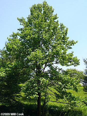 Cucumber-Tree (Magnolia acuminata) tree