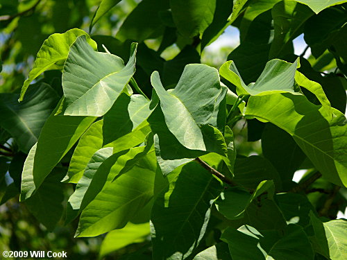 Cucumber-Tree (Magnolia acuminata) leaves