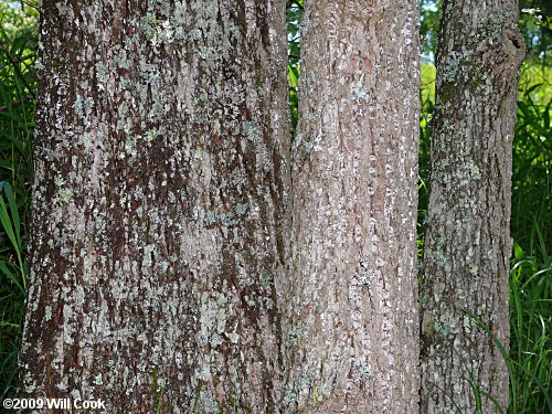 Cucumber-Tree (Magnolia acuminata) bark