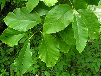 Cucumber-Tree (Magnolia acuminata) leaves