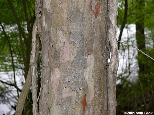 Southern Crabapple (Malus angustifolia)