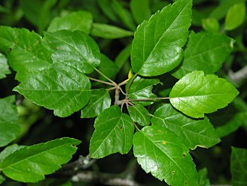 Southern Crabapple (Malus angustifolia) leaves