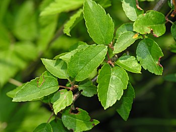 Southern Crabapple (Malus angustifolia)