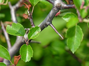 Southern Crabapple (Malus angustifolia) spine