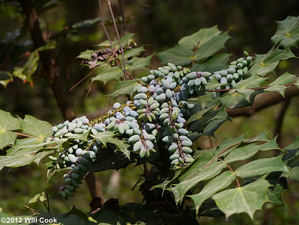 Leatherleaf Mahonia (Berberis bealei) fruits