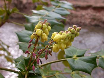 Leatherleaf Mahonia (Mahonia bealei)