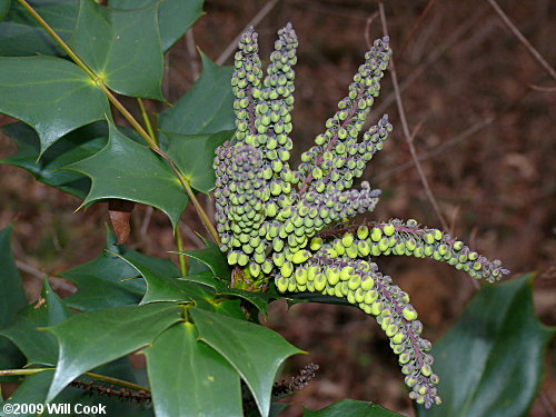 Leatherleaf Mahonia (Mahonia bealei)