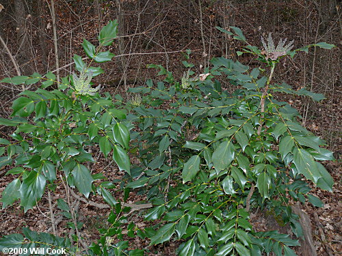 Leatherleaf Mahonia (Mahonia bealei)