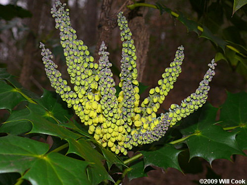 Leatherleaf Mahonia (Mahonia bealei)