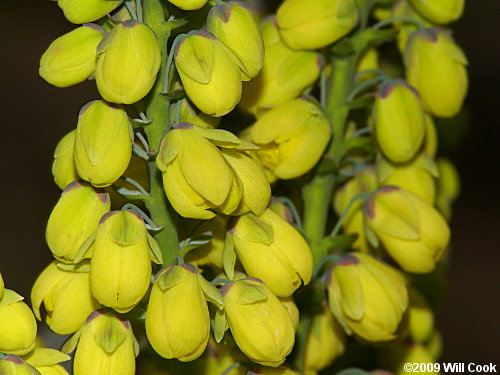 Leatherleaf Mahonia (Mahonia bealei)