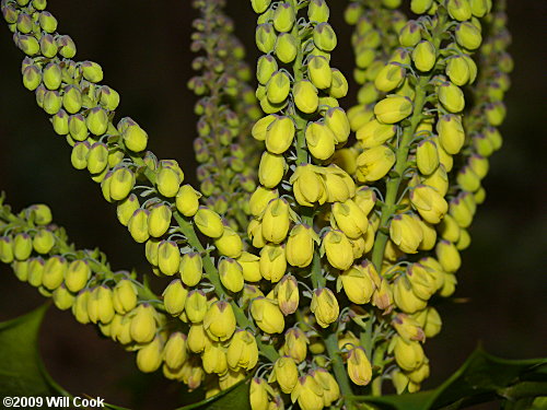 Leatherleaf Mahonia (Mahonia bealei)