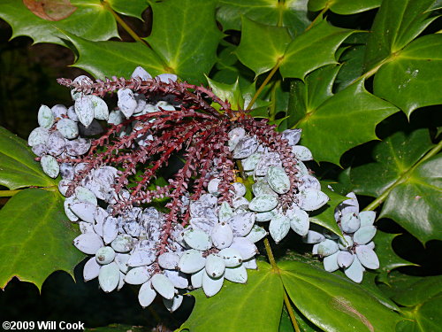 Leatherleaf Mahonia (Mahonia bealei) fruits