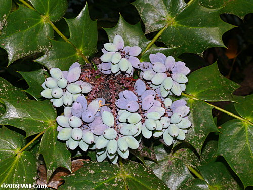 Leatherleaf Mahonia (Mahonia bealei) fruits