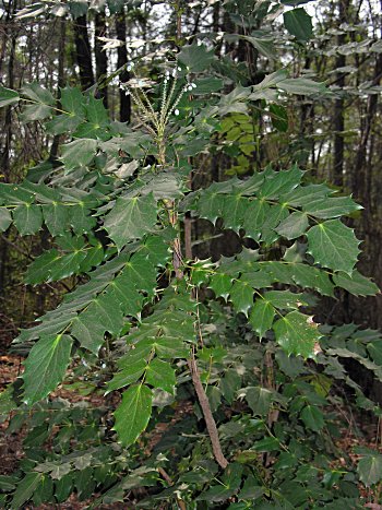 Leatherleaf Mahonia (Mahonia bealei)