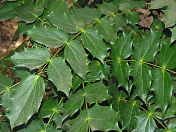 Leatherleaf Mahonia (Mahonia bealei)