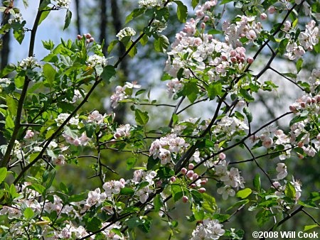 Sweet Crabapple (Malus coronaria)