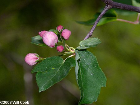 Sweet Crabapple (Malus coronaria)