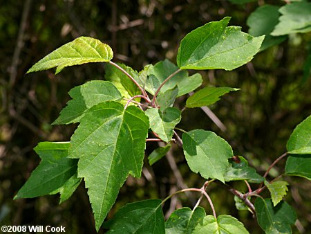 Sweet Crabapple (Malus coronaria)