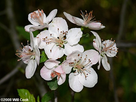 Sweet Crabapple (Malus coronaria)