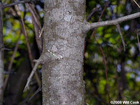 Sweet Crabapple (Malus coronaria)