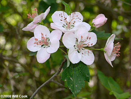 Sweet Crabapple (Malus coronaria)