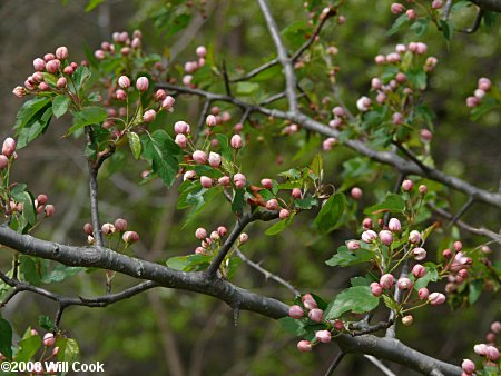 Sweet Crabapple (Malus coronaria)