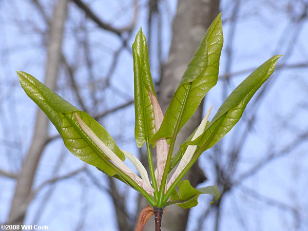 Fraser Magnolia (Magnolia fraseri)