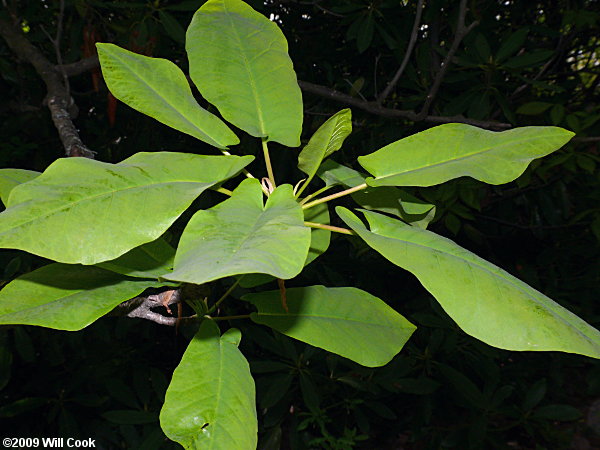 Fraser Magnolia (Magnolia fraseri)