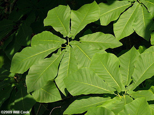 Fraser Magnolia (Magnolia fraseri)