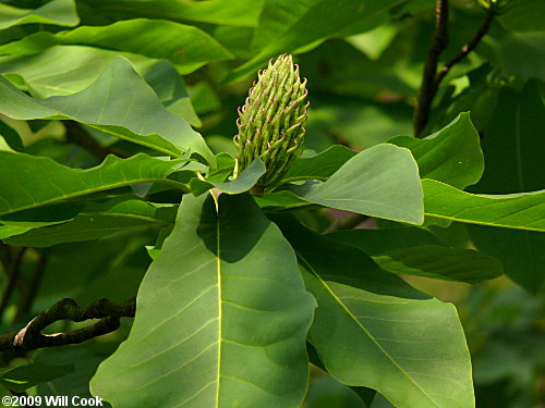 Fraser Magnolia (Magnolia fraseri)