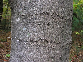 Fraser Magnolia (Magnolia fraseri)