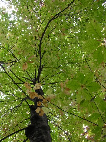 Fraser Magnolia (Magnolia fraseri)