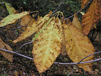 Fraser Magnolia (Magnolia fraseri)