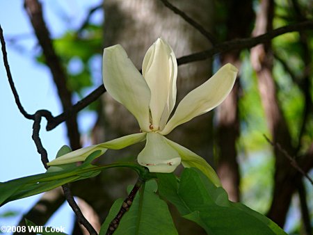 Fraser Magnolia (Magnolia fraseri)