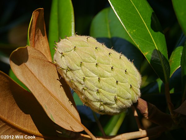 Southern Magnolia (Magnolia grandiflora)