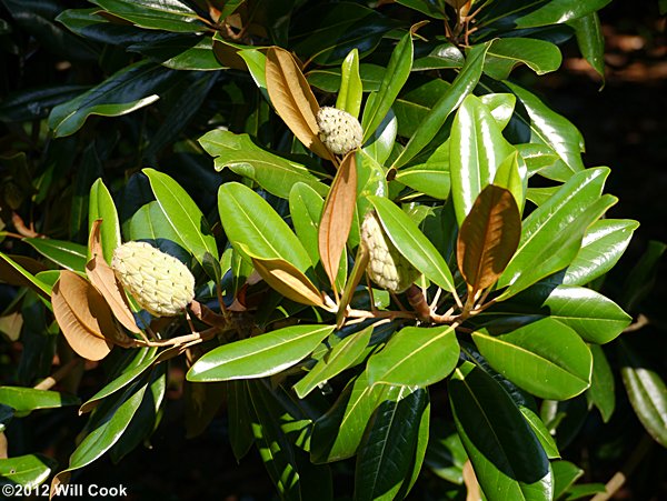 Southern Magnolia (Magnolia grandiflora)