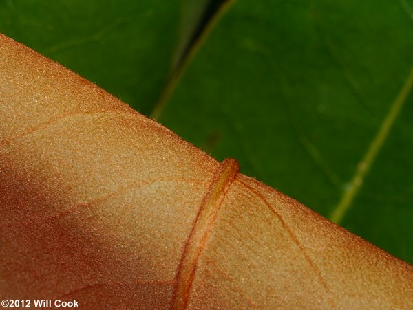 Southern Magnolia (Magnolia grandiflora)