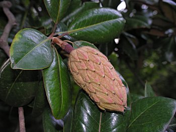 Southern Magnolia (Magnolia grandiflora) fruit