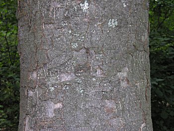 Southern Magnolia (Magnolia grandiflora) bark