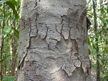 Southern Magnolia (Magnolia grandiflora) bark