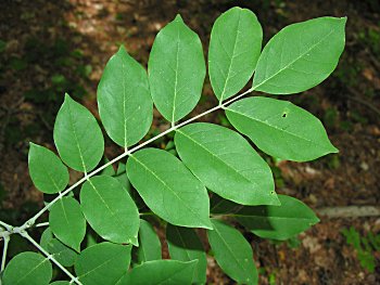 Japanese Maackia (Maackia japonica)