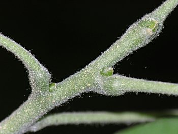 Japanese Maackia (Maackia japonica)