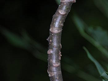 Japanese Maackia (Maackia japonica)