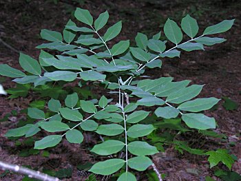 Japanese Maackia (Maackia japonica)