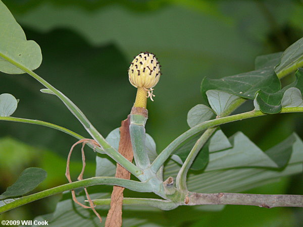 Bigleaf Magnolia (Magnolia macrophylla) fruit