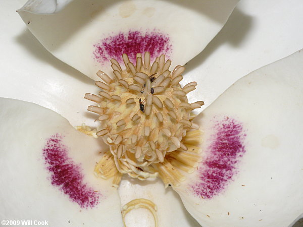 Bigleaf Magnolia (Magnolia macrophylla) flower closeup