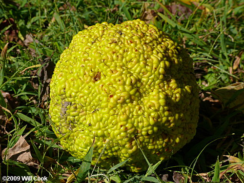 Osage-Orange (Maclura pomifera) fruit