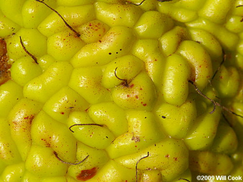 Osage-Orange (Maclura pomifera) fruit